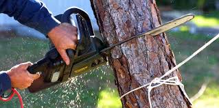 Best Emergency Tree Removal  in Filer, ID