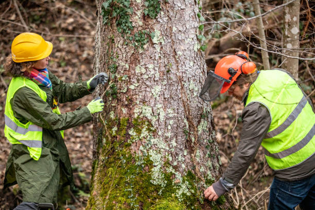  Filer, ID Tree Care Pros