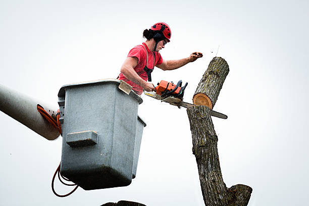 Seasonal Cleanup (Spring/Fall) in Filer, ID