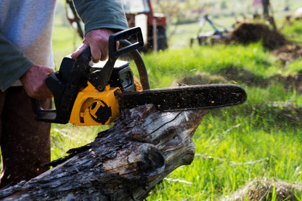 Trusted Filer, ID Tree Care Experts